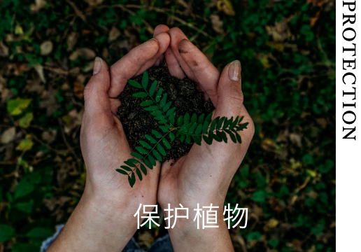 保护植物